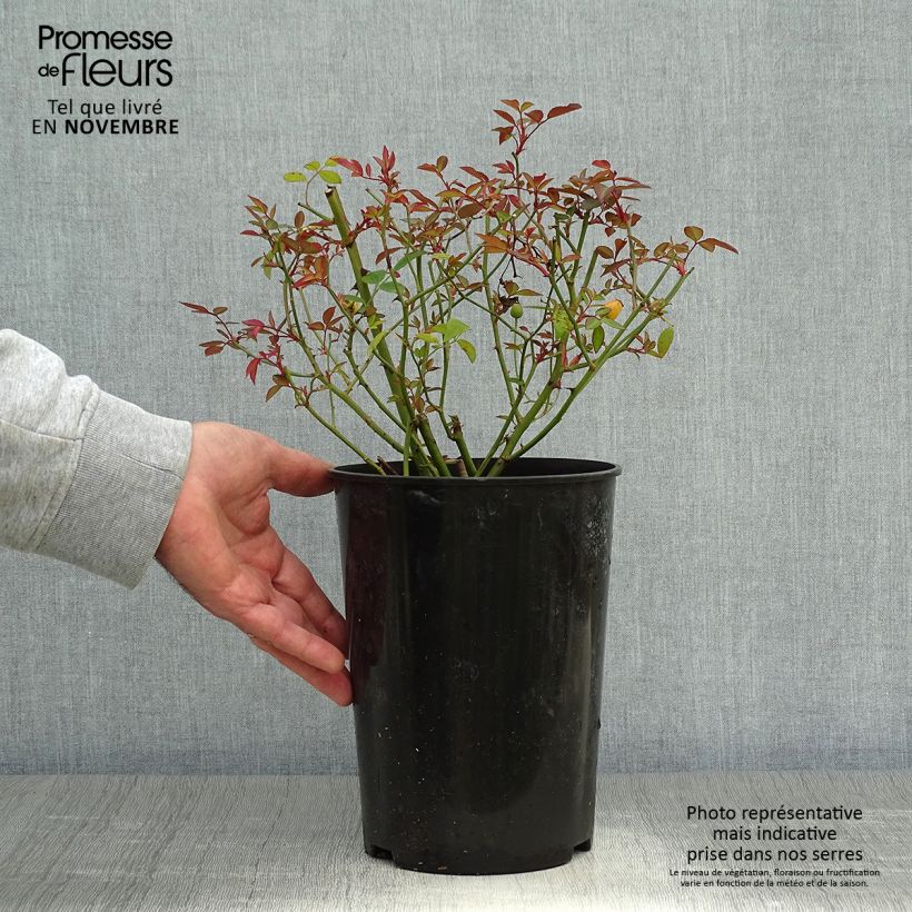 Ejemplar de Rosa Mutabilis - Rosa china Maceta 2L/3L entregado en otoño