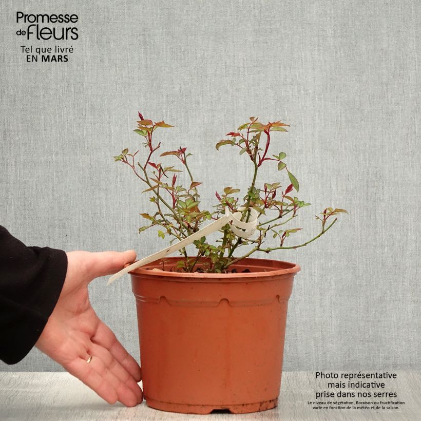 Rosa Mutabilis - Rosa china Maceta 2L/3L Ejemplar entregado en la primavera