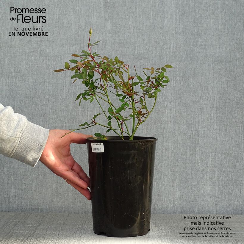 Ejemplar de Rosa Mutabilis - Rosa china Maceta 4L/5L entregado en otoño
