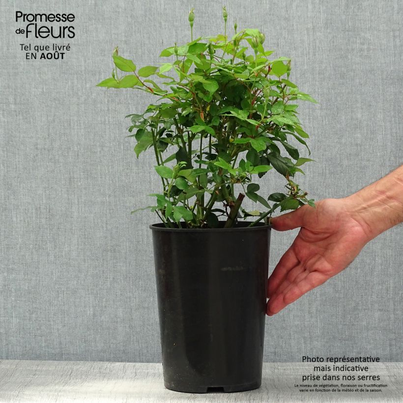 Ejemplar de Rosa Viridiflora - Rosa china Maceta 4L/5L entregado en verano