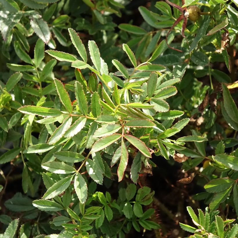 Rosa nitida (Follaje)