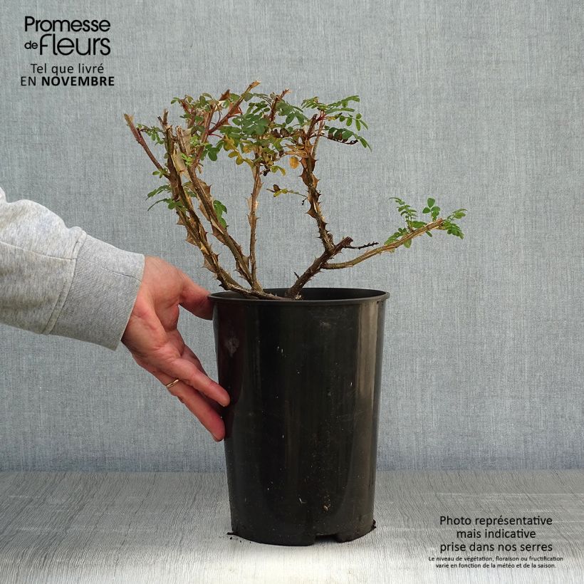 Ejemplar de Rosa omeiensis Pteracantha Maceta 4L/5L entregado en otoño