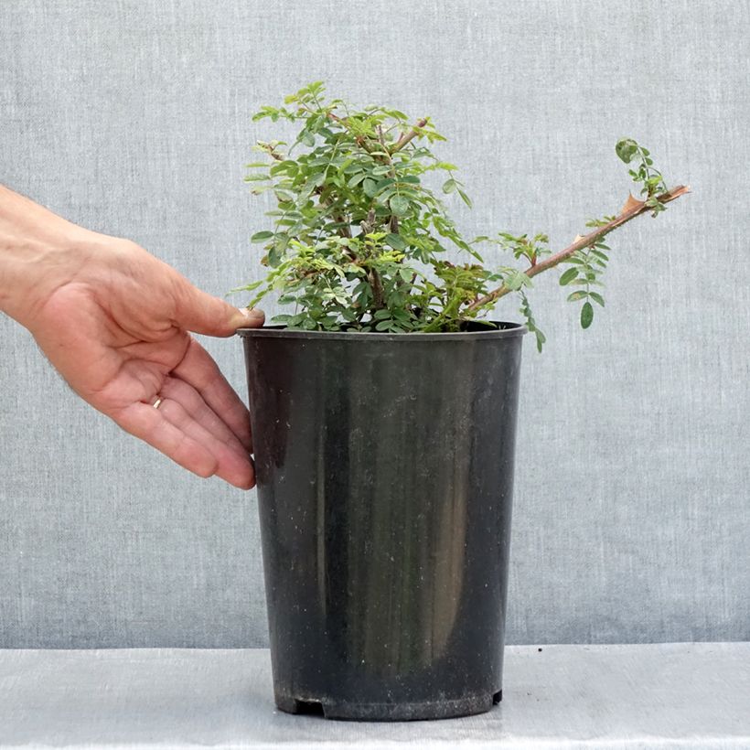 Ejemplar de Rosa omeiensis Pteracantha Maceta 4L/5L entregado en verano