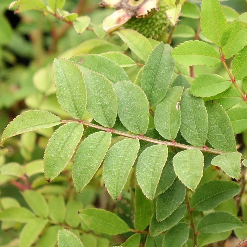 Rosa roxburghii Lampion (Follaje)