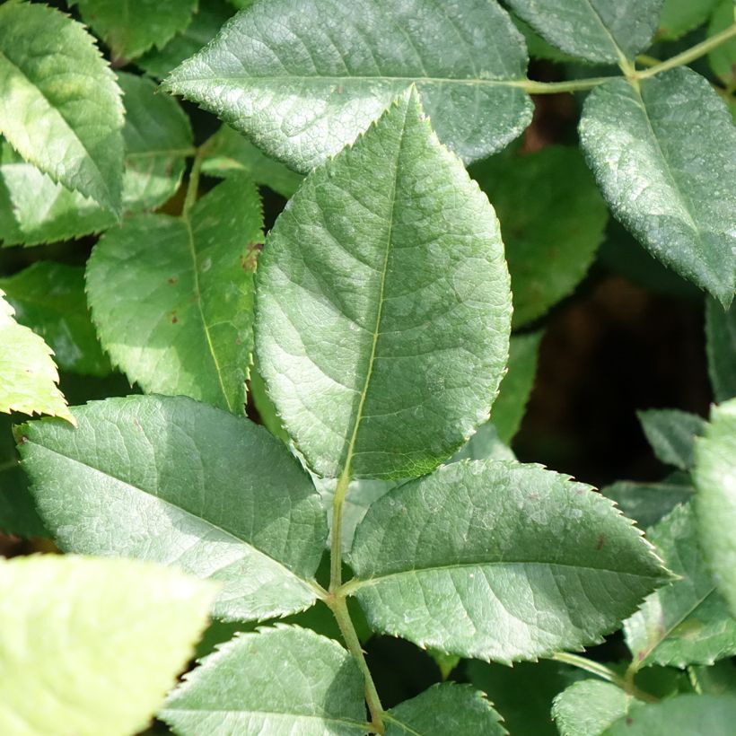 Rosal La Gaité (Follaje)