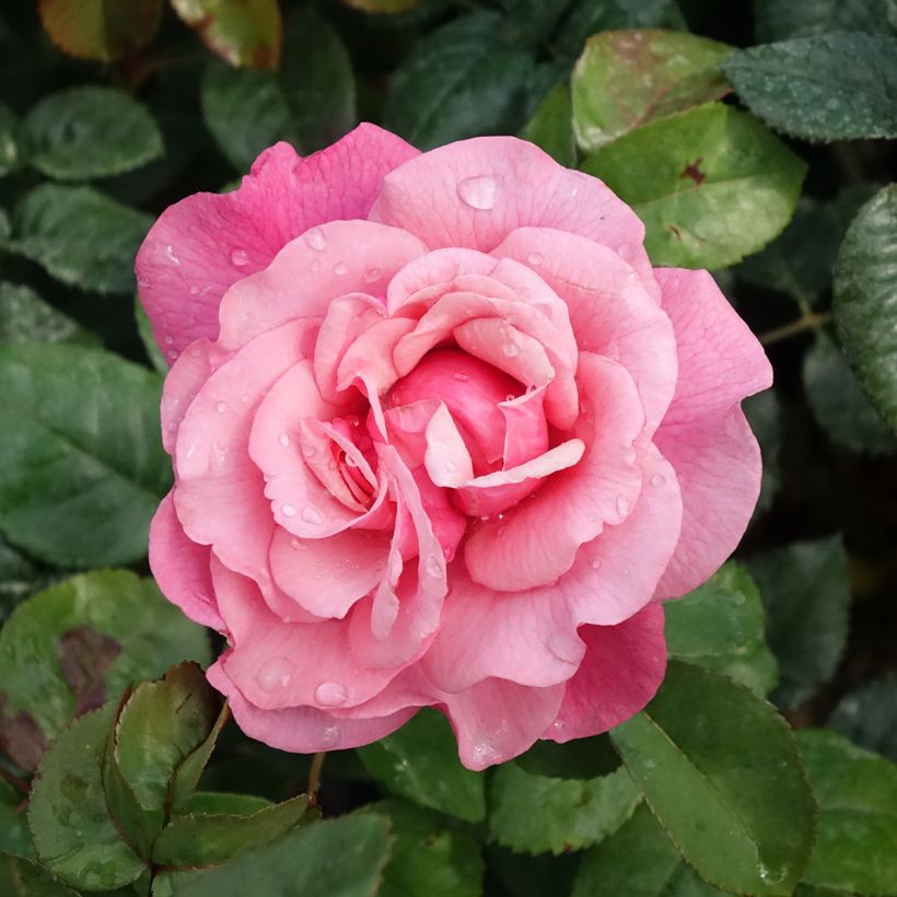 Rosal La Gaité (Floración)