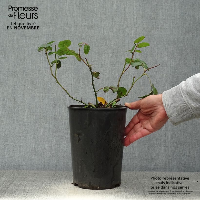 Ejemplar de Rosal Rosier buisson Eisvogel Maceta 4L/5L entregado en otoño