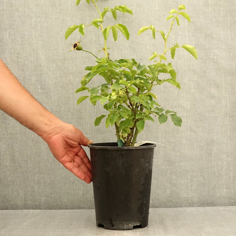 Ejemplar de Rosal Pascali - Rosal paisajístico Maceta 4L/5L entregado en verano