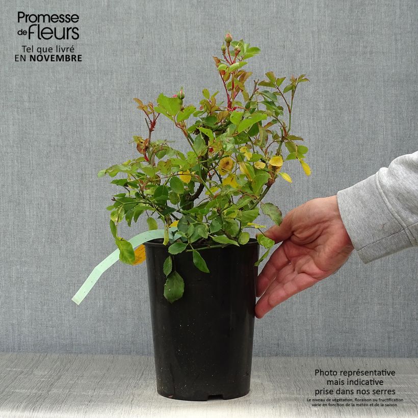 Ejemplar de Rosal Rigo Rosen Amica - Rosal tapizante Maceta 3L/4L entregado en otoño
