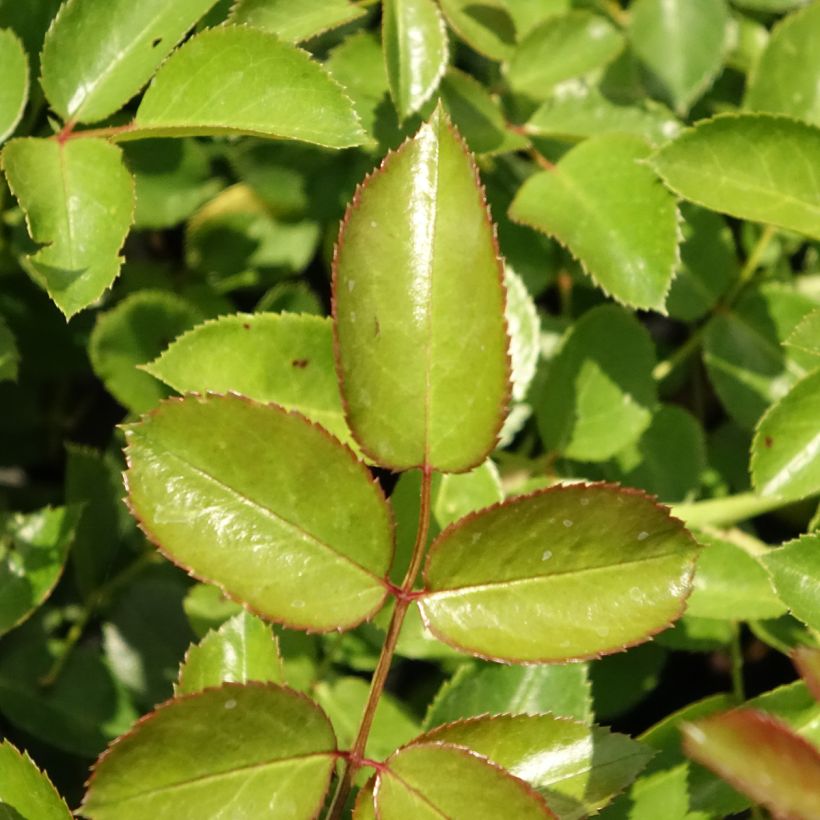 Rosal Aspirin Rose - Rosal tapizante (Follaje)