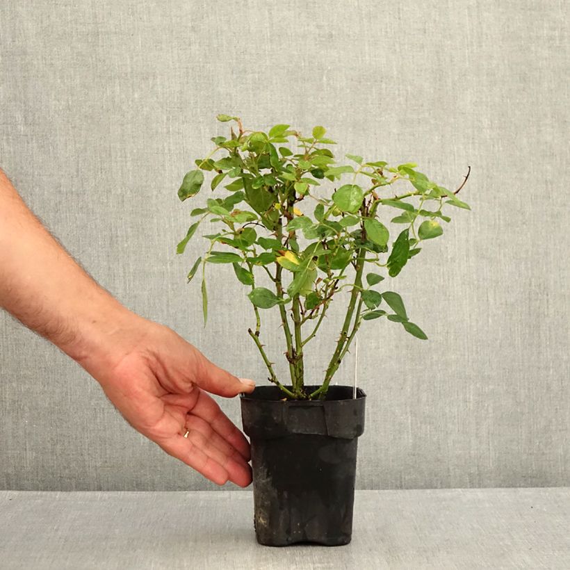Ejemplar de Rosal Black Forest Rose - Rosal tapizante Maceta de 10 cm/11 cm entregado en verano