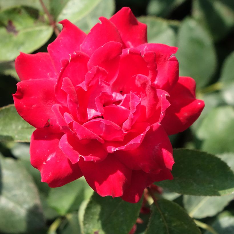 Rosal Double Knock Out - Rosal tapizante (Floración)