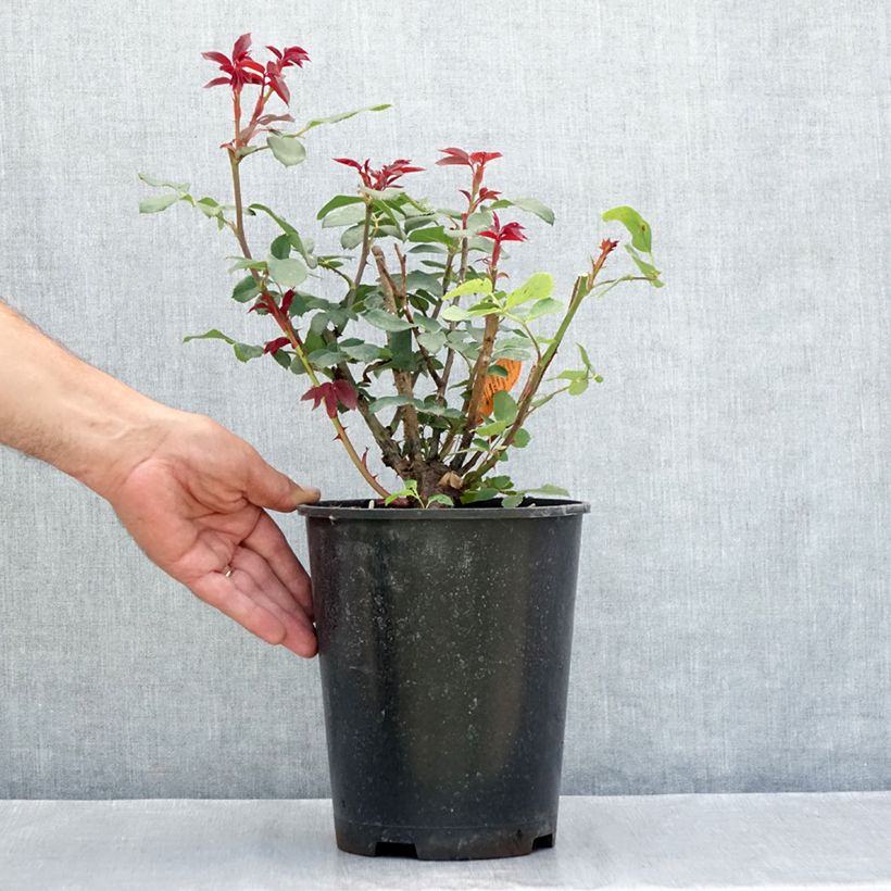 Ejemplar de Rosal Double Knock Out - Rosal tapizante Maceta 4L/5L entregado en verano