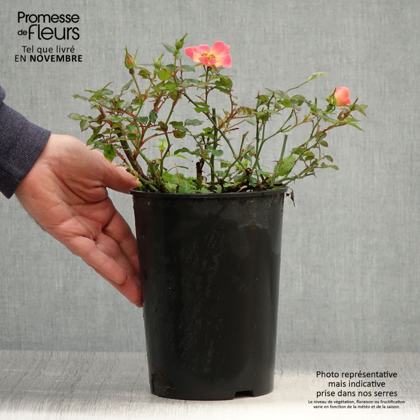Ejemplar de Rosal Happy Chappy - Rosal tapizante Maceta 3L/4L entregado en otoño