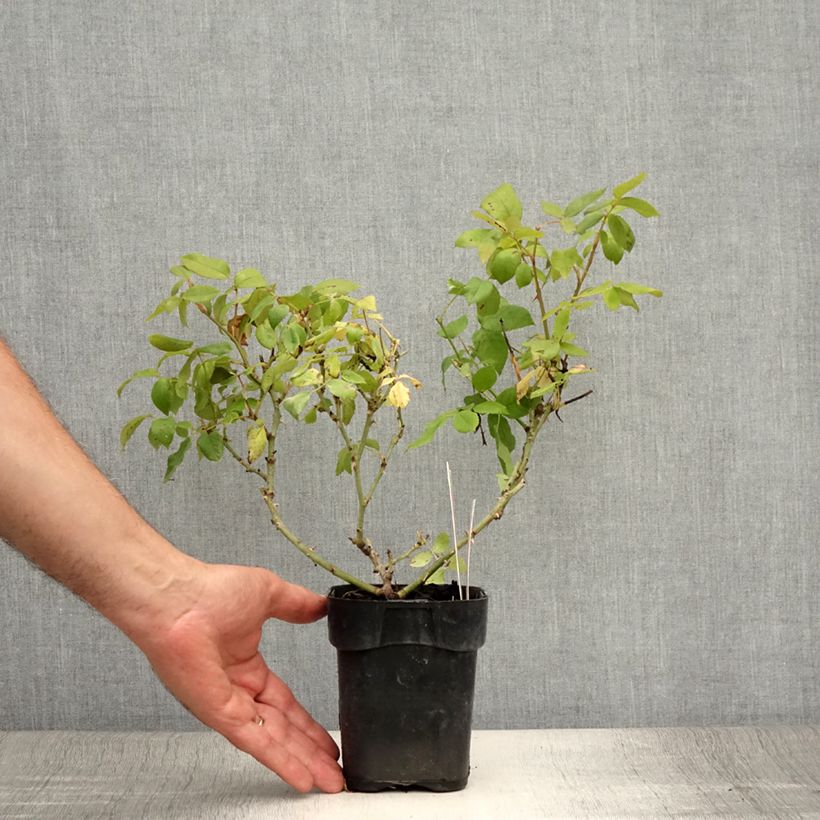 Ejemplar de Rosal Knock Out Radrazz - Rosal tapizante Maceta de 10 cm/11 cm entregado en verano