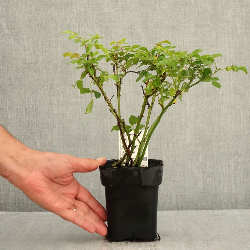 Ejemplar de Rosal Larissa - Rosal tapizante Maceta de 10 cm/11 cm entregado en verano