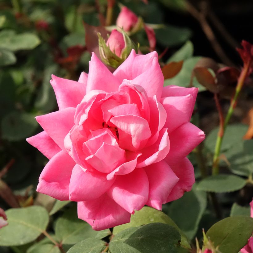 Rosal Pink Double Knock Out - Rosal tapizante (Floración)