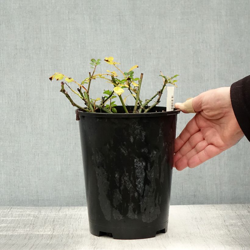 Ejemplar de Rosal Satina - Rosal tapizante Maceta 2L/3L entregado en otoño