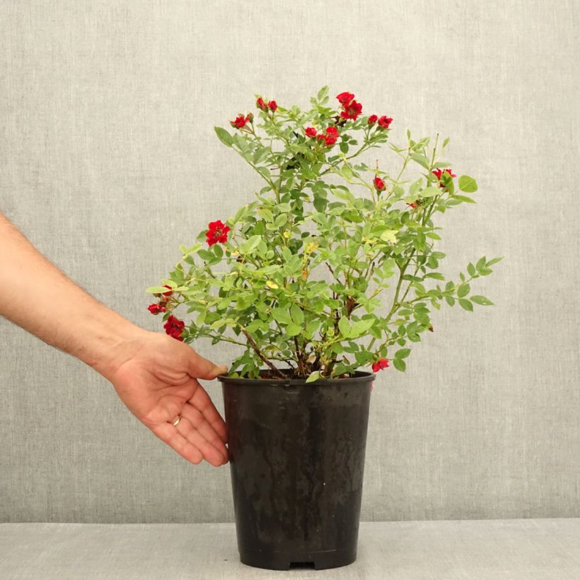 Ejemplar de Rosal Tapis Rouge Interop - Rosal tapizante Maceta 2L/3L entregado en verano