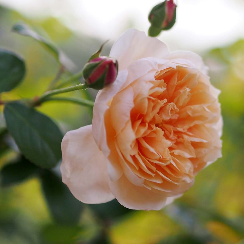 Rosal Abraham Darby (Floración)