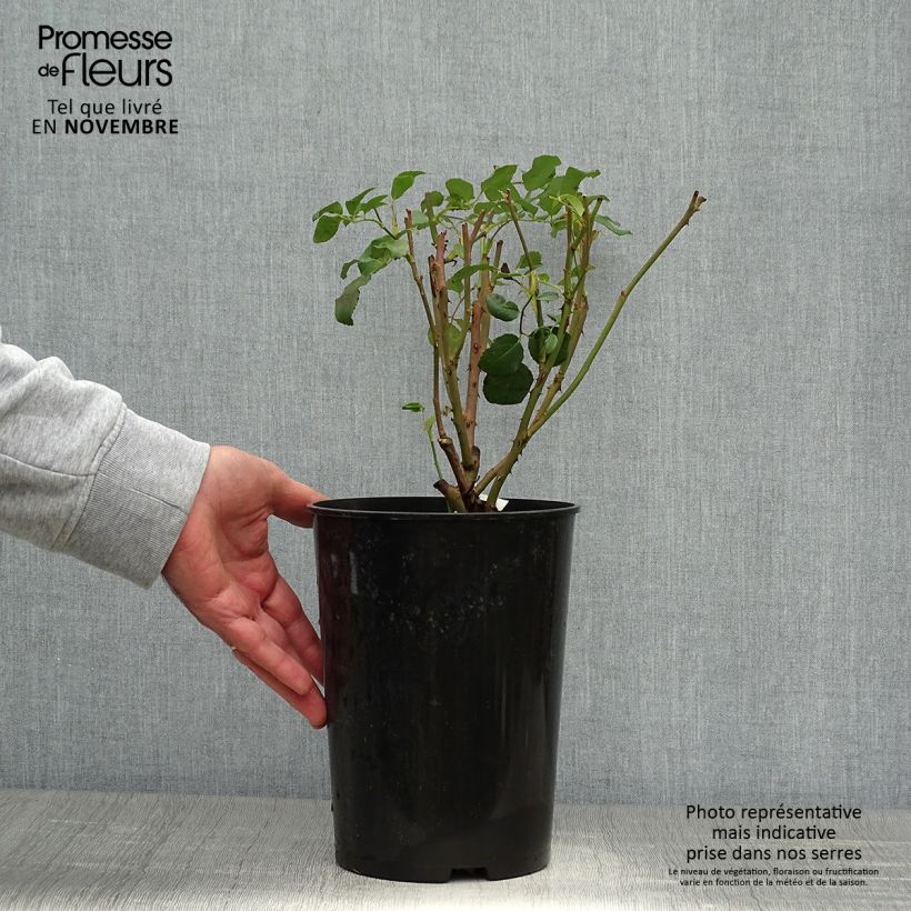 Ejemplar de Rosal Albrighton Rambler Maceta 4L/5L entregado en otoño