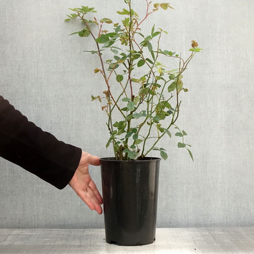 Ejemplar de Rosal Bathsheba Maceta 4L/5L entregado en otoño