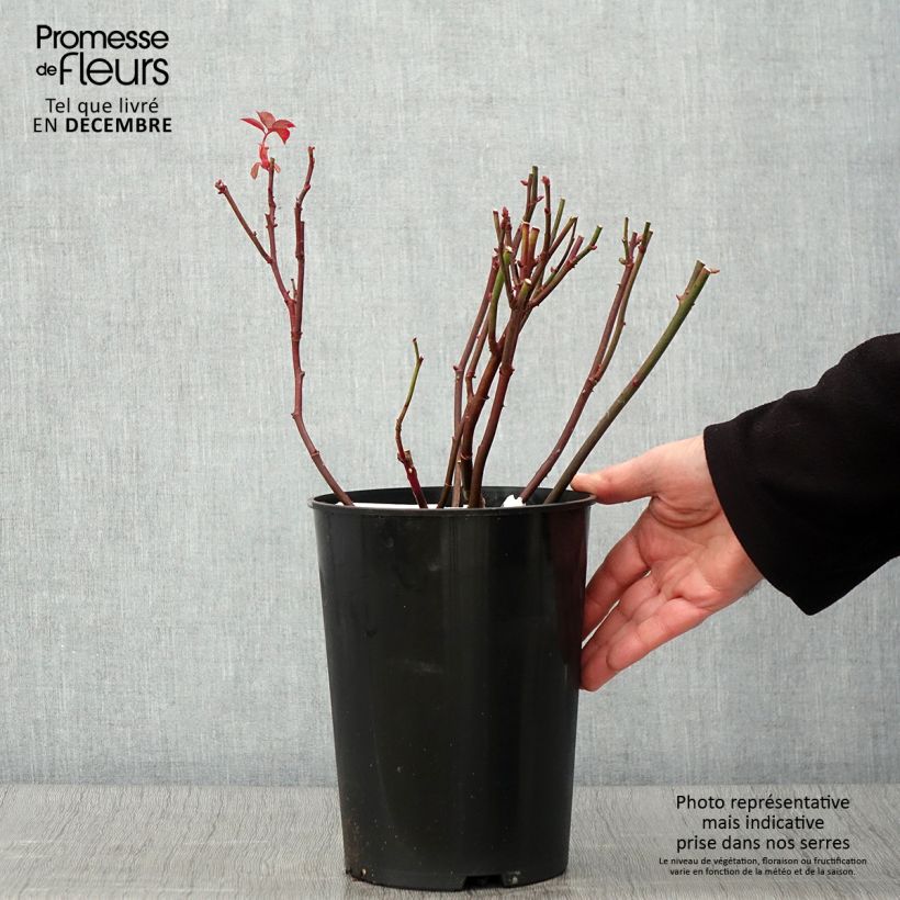 Ejemplar de Rosal Brother Cadfael Maceta 4L/5L entregado en otoño