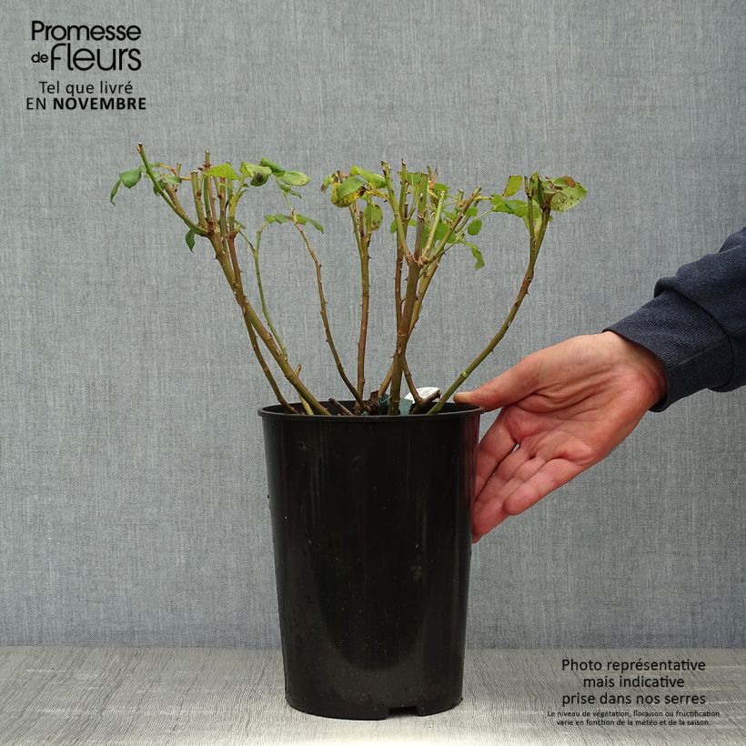 Ejemplar de Rosal Charles Darwin Maceta 4L/5L entregado en otoño