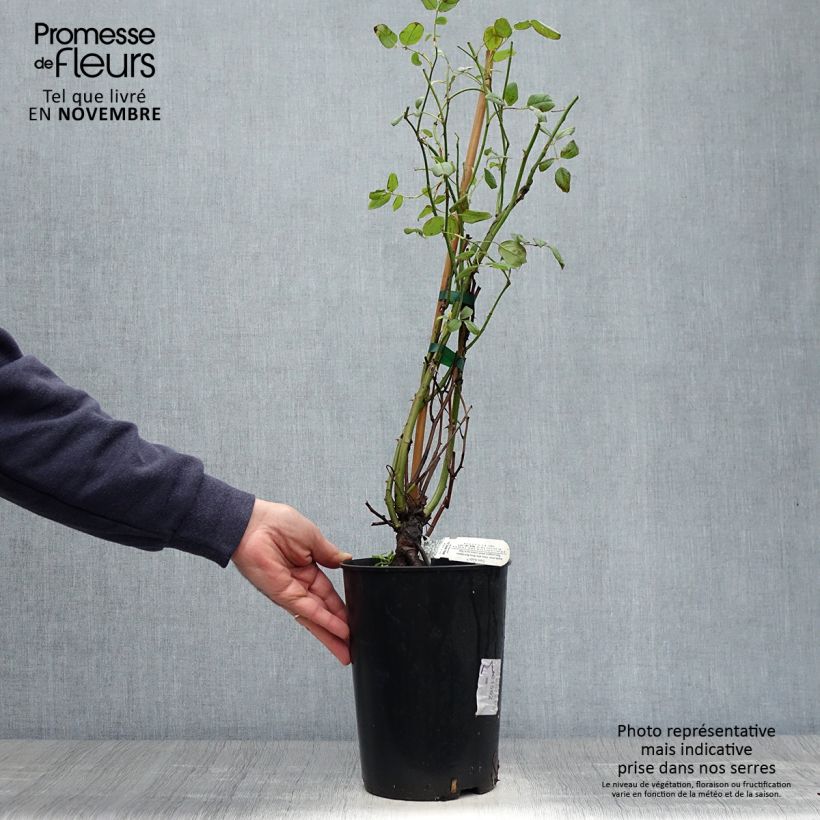 Ejemplar de Rosal Claire Austin Maceta 4L/5L entregado en otoño