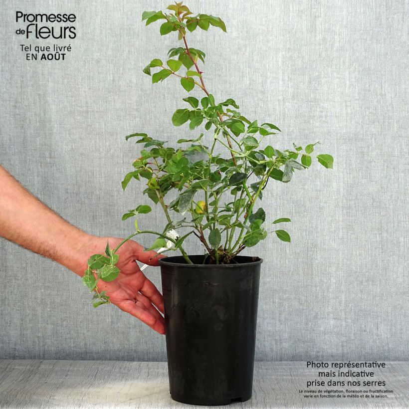 Ejemplar de Rosal Dame Judi Dench Maceta 4L/5L entregado en verano