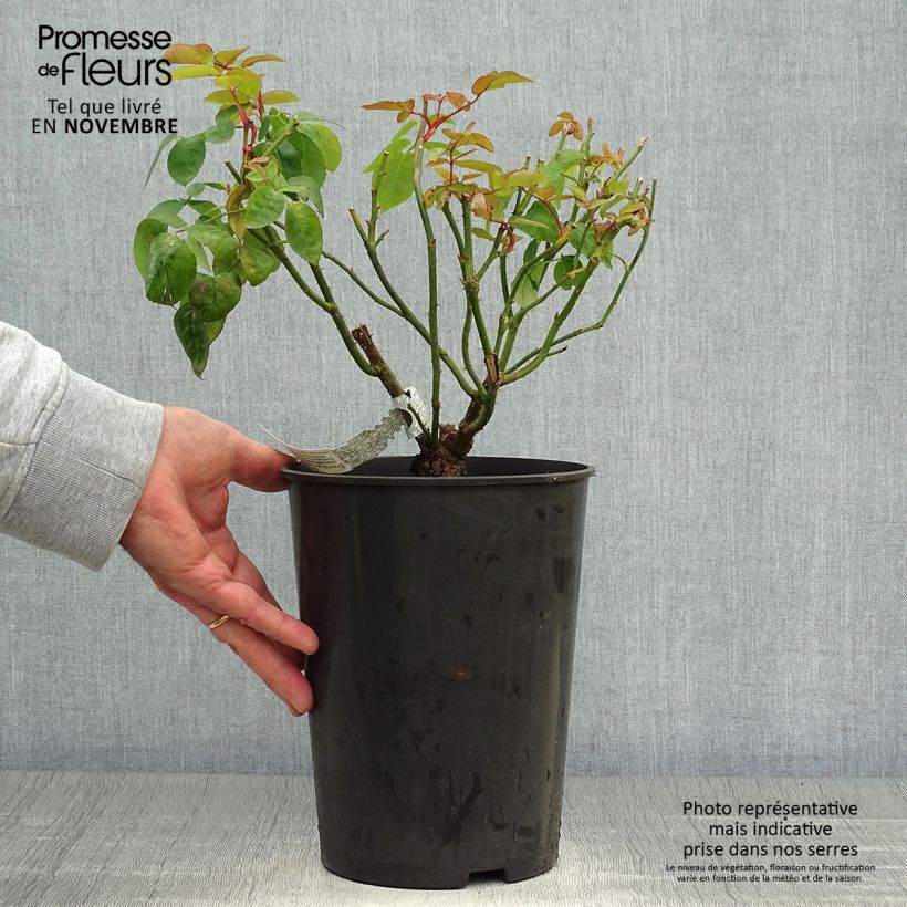 Ejemplar de Rosal Eglantyne Maceta 4L/5L entregado en otoño