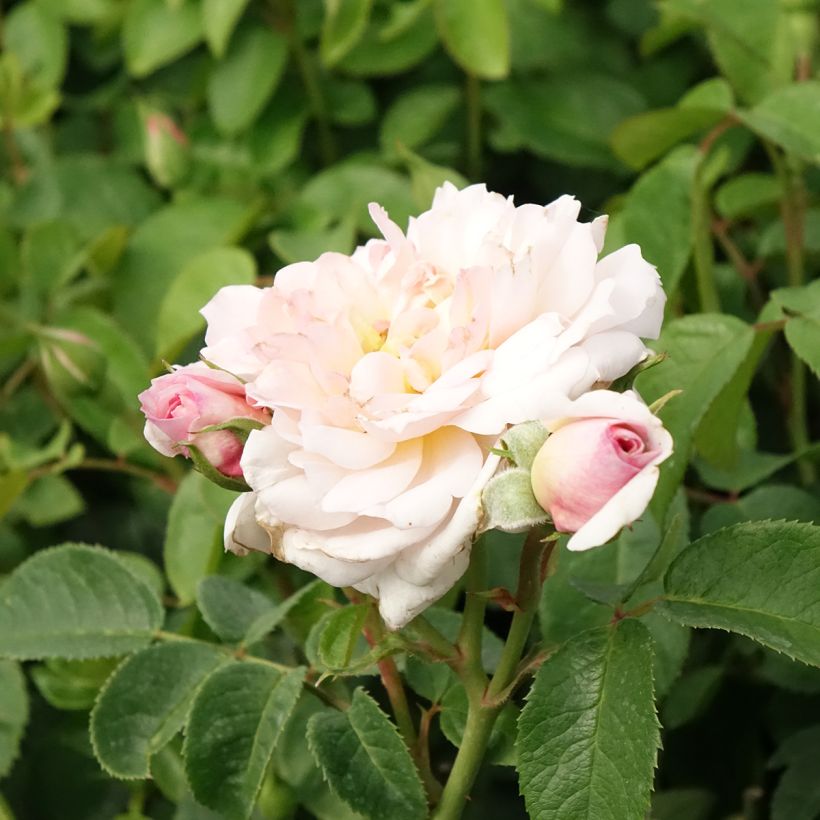 Rosal Elizabeth Ausmajesté (Floración)