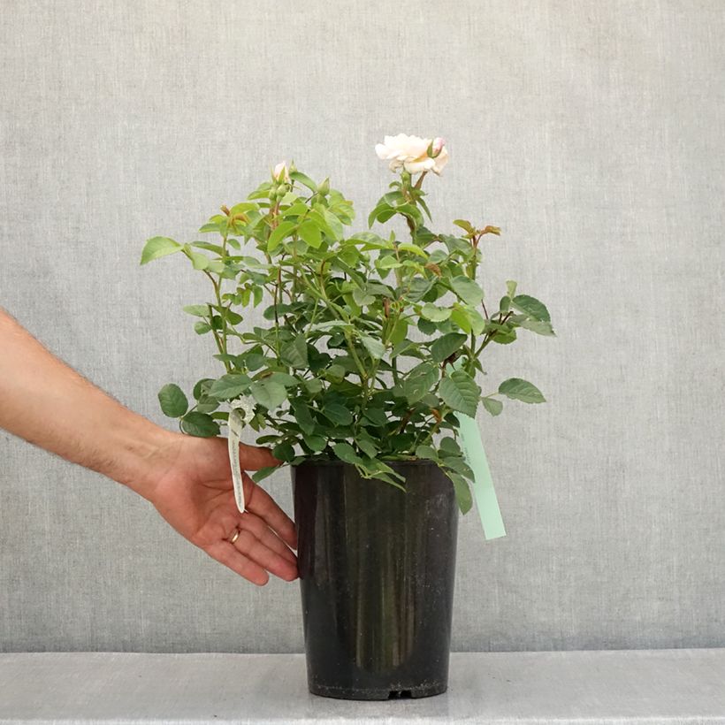 Ejemplar de Rosal Elizabeth Ausmajesté Maceta 4L/5L entregado en verano