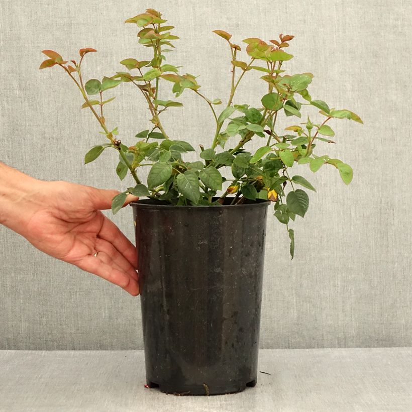 Ejemplar de Rosal Gentle Hermione Maceta 4L/5L entregado en verano