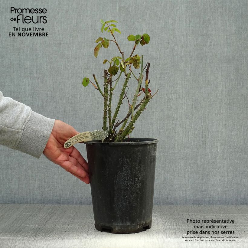 Ejemplar de Rosal Gertrude Jekyll Maceta 4L/5L entregado en otoño