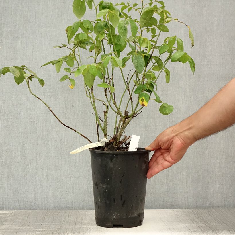 Ejemplar de Rosal Gertrude Jekyll Maceta 4L/5L entregado en verano