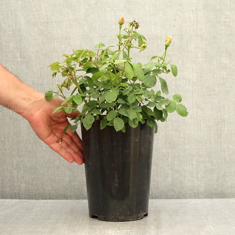 Ejemplar de Rosal Grace Maceta 4L/5L entregado en verano