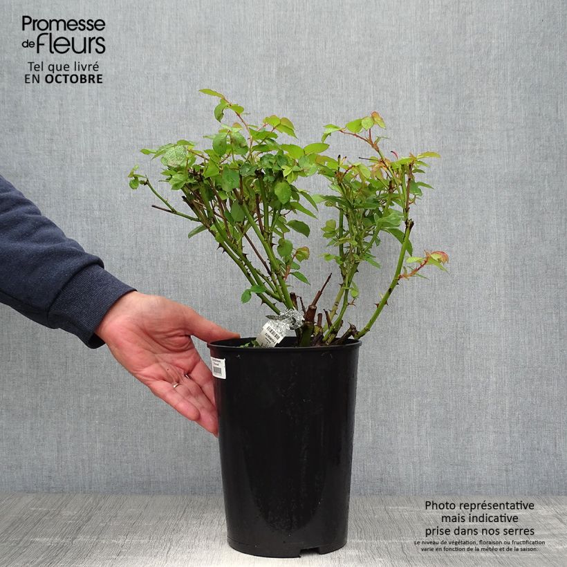 Ejemplar de Rosal Graham Thomas Maceta 4L/5L entregado en otoño