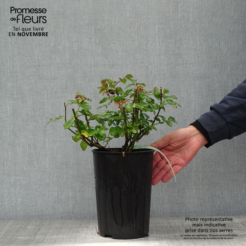 Ejemplar de Rosal Imogen Maceta 4L/5L entregado en otoño