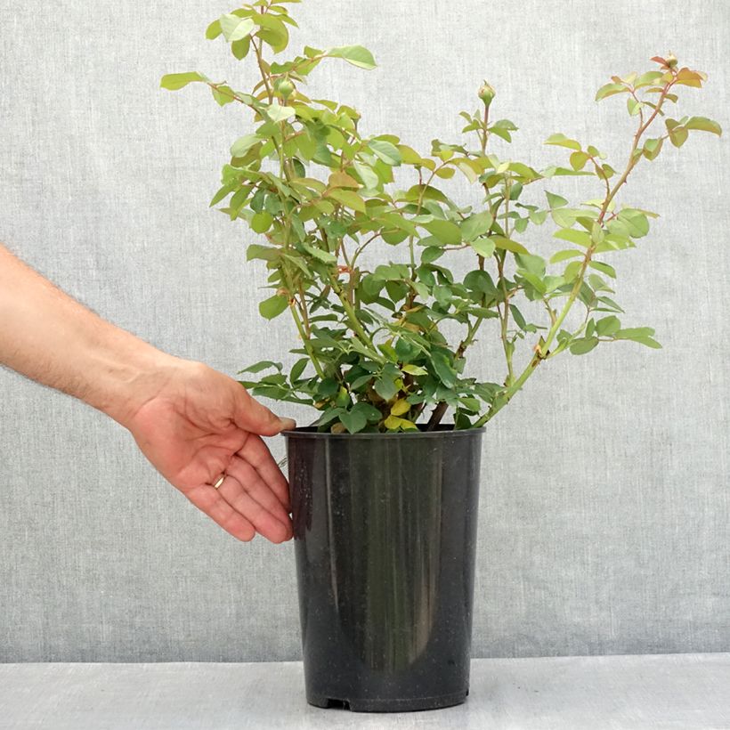 Ejemplar de Rosal James Galway Maceta 4L/5L entregado en verano