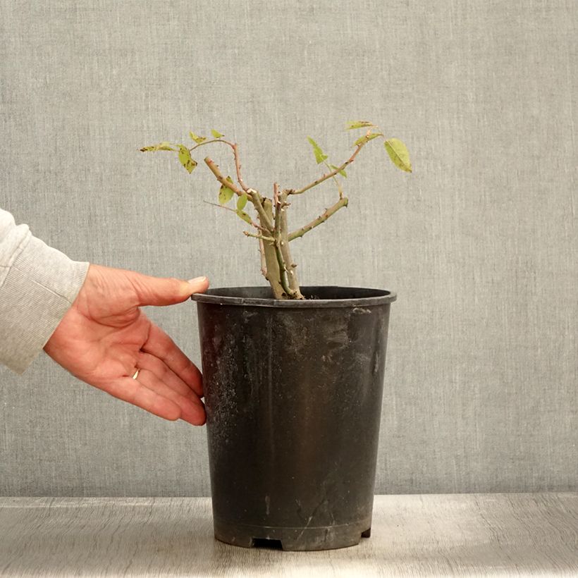 Ejemplar de Rosal Mary Rose Maceta 4L/5L entregado en otoño