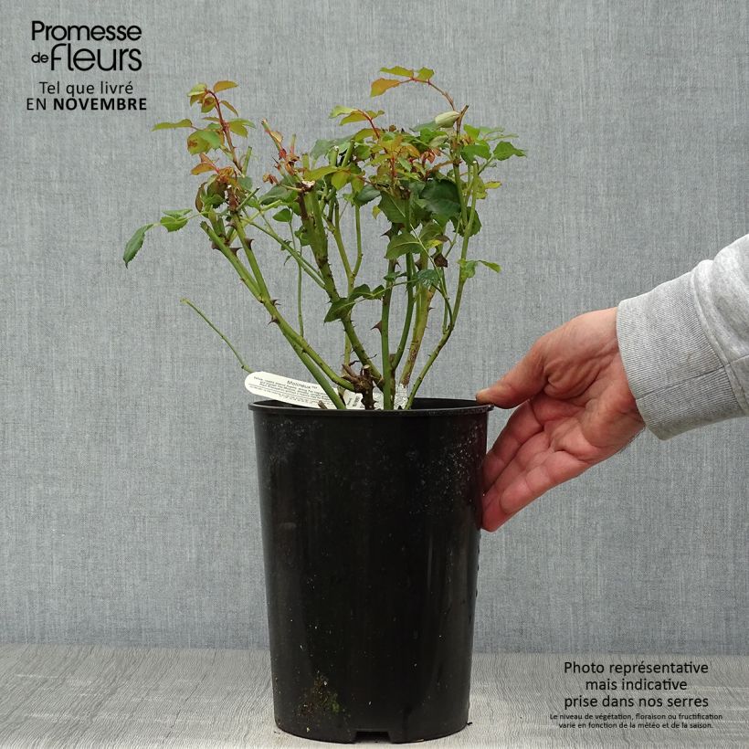 Ejemplar de Rosal Molineux Maceta 4L/5L entregado en otoño