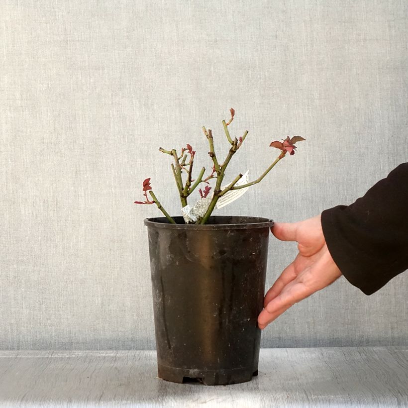 Ejemplar de Rosal Port Sunlight Maceta 4L/5L entregado en otoño