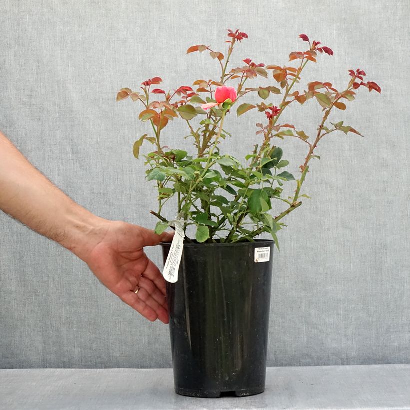 Ejemplar de Rosal Princess Alexandra of Kent Maceta 4L/5L entregado en verano