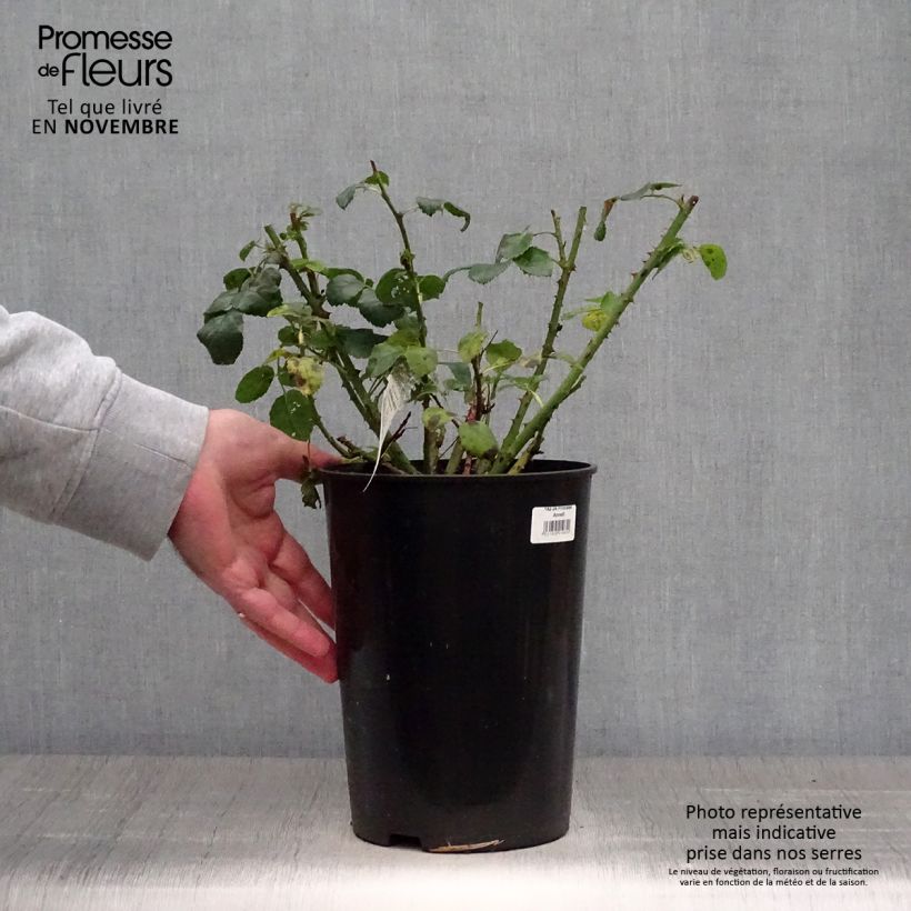 Ejemplar de Rosal Princess Anne Maceta 3L/4L entregado en otoño