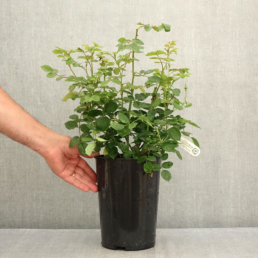 Ejemplar de Rosal Royal Jubilee Maceta 4L/5L entregado en verano