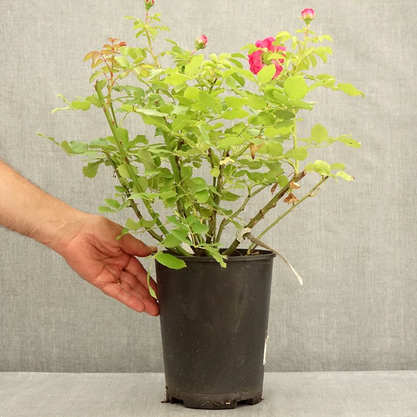 Ejemplar de Rosal Sir John Betjeman Maceta 4L/5L entregado en verano