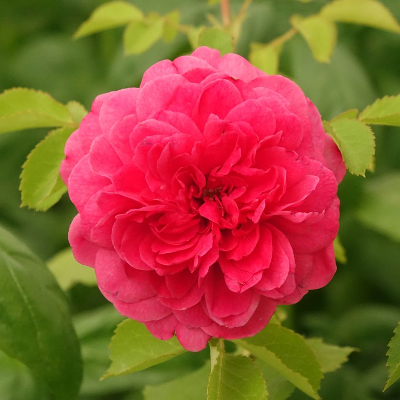 Rosal Sir John Betjeman (Floración)