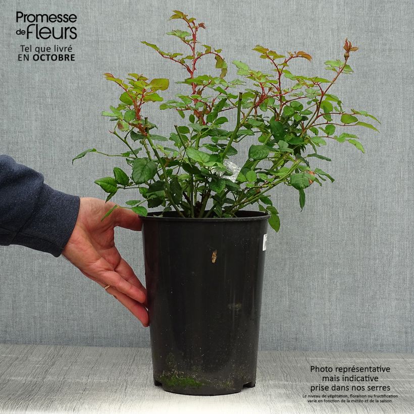 Ejemplar de Rosal The Poet's Wife Maceta 4L/5L entregado en otoño