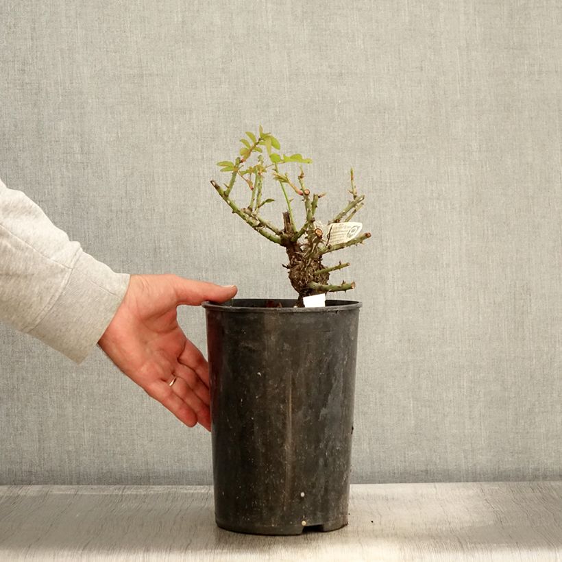 Ejemplar de Rosal Thomas à Becket Maceta 4L/5L entregado en otoño